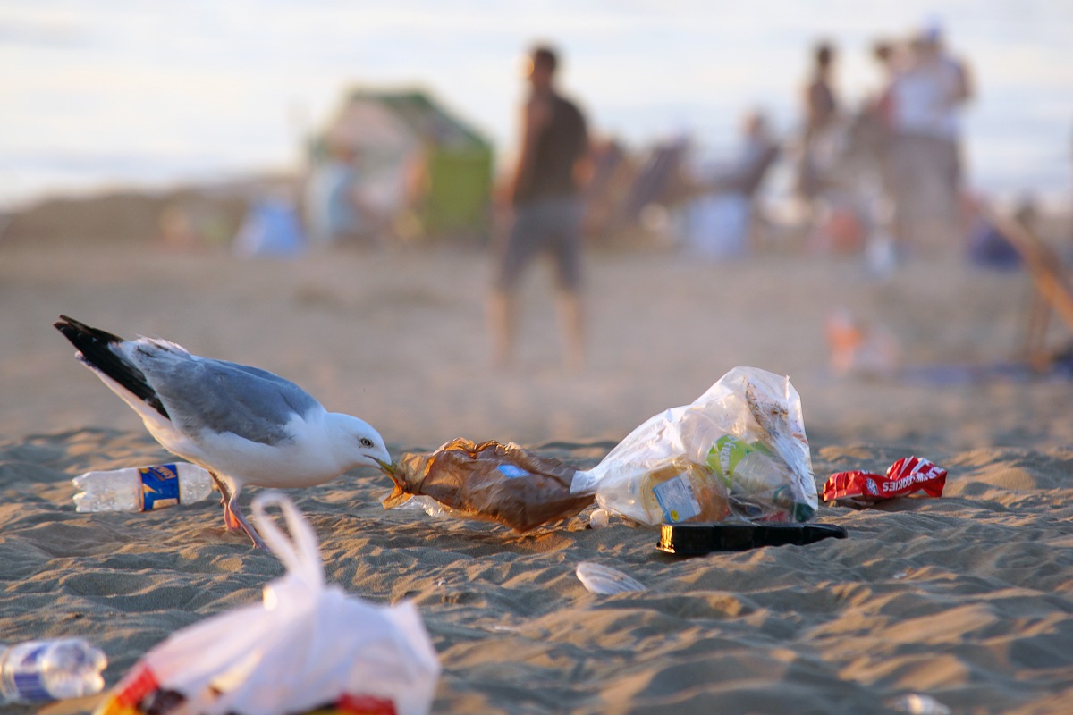 Meeuw pikt in afval op strand